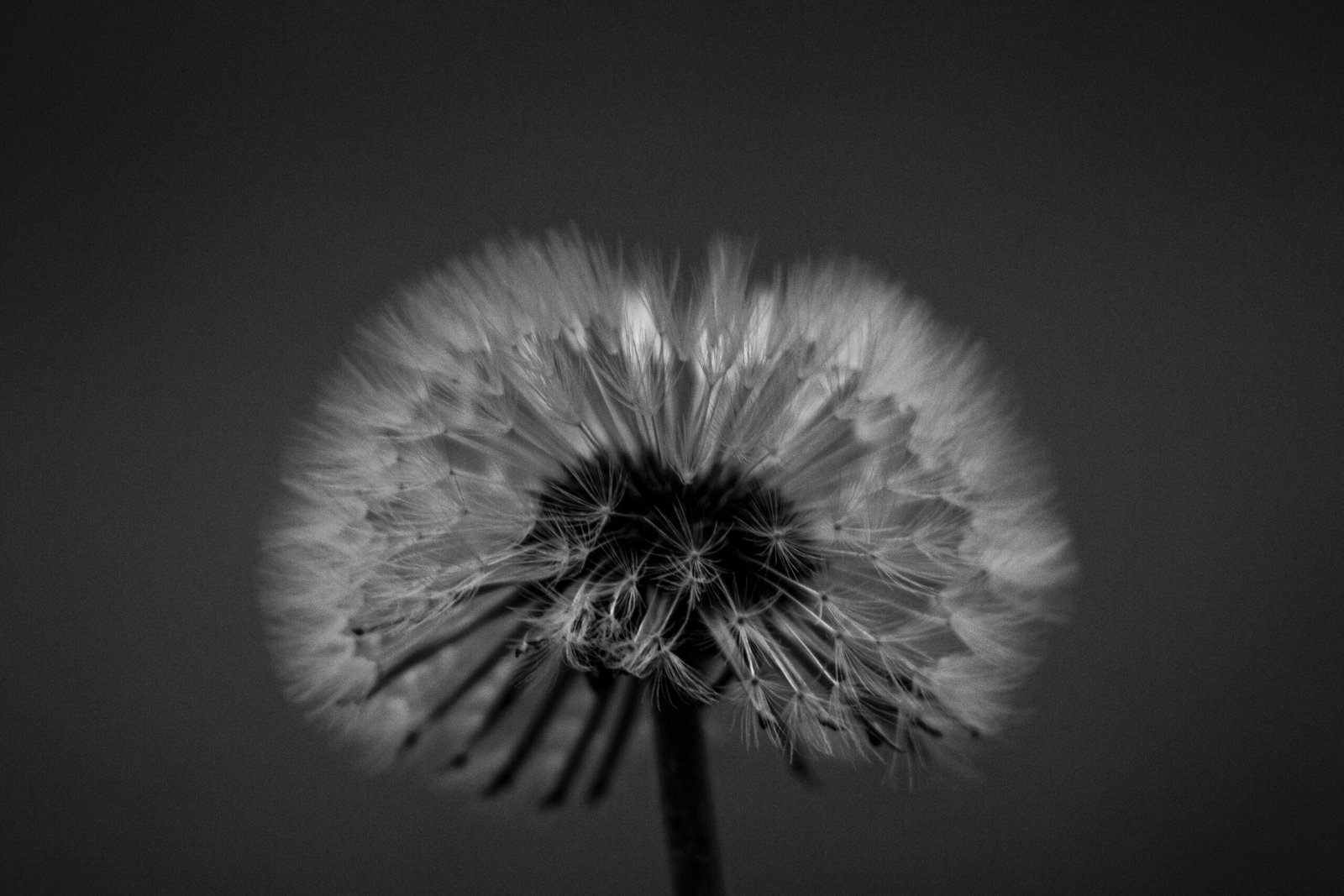 grow in silence
