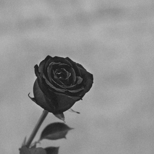 Dear Her - será que ainda existe um alguém do outro lado? (O INFINITO EM UM INSTANTE) - Lyrics