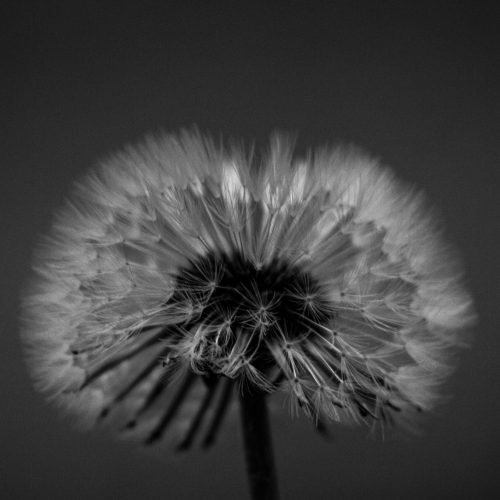 grow in silence